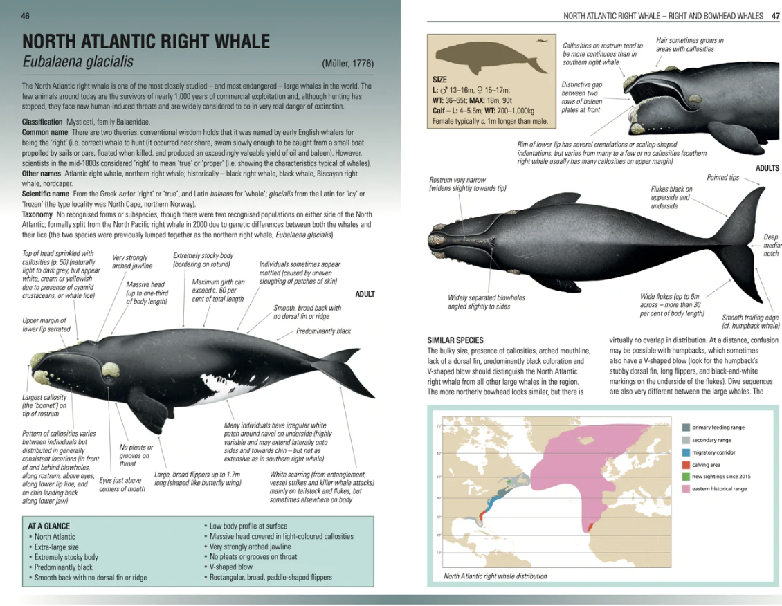 Handbook of Whales, Dolphins and Porpoises